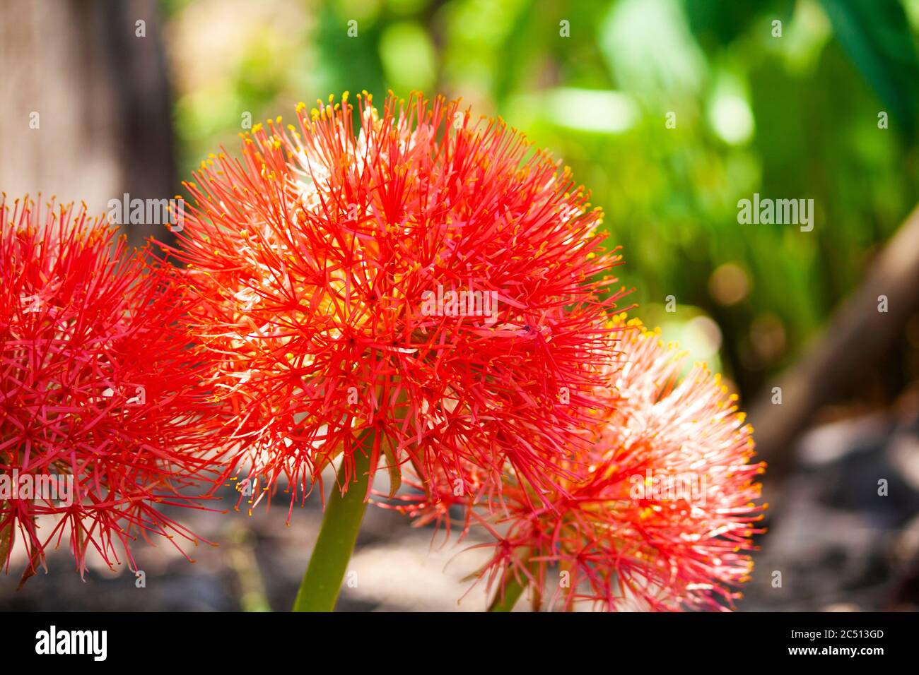 Red Football lilies which appears during first rains,  Scadoxus multiflorus, Satara, Maharashtra, India Stock Photo