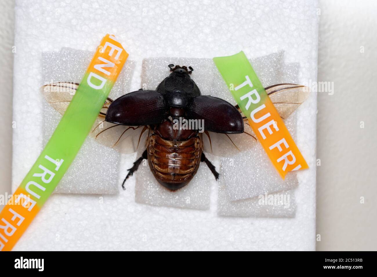 Pinning process of Rhino Beetle for mounting, Oryctes rhinoceros, Satara, Maharashtra, India Stock Photo