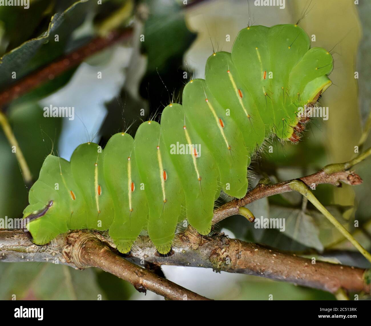 Polyphemus Caterpillar rearing up on its back feet while feeding on oak ...
