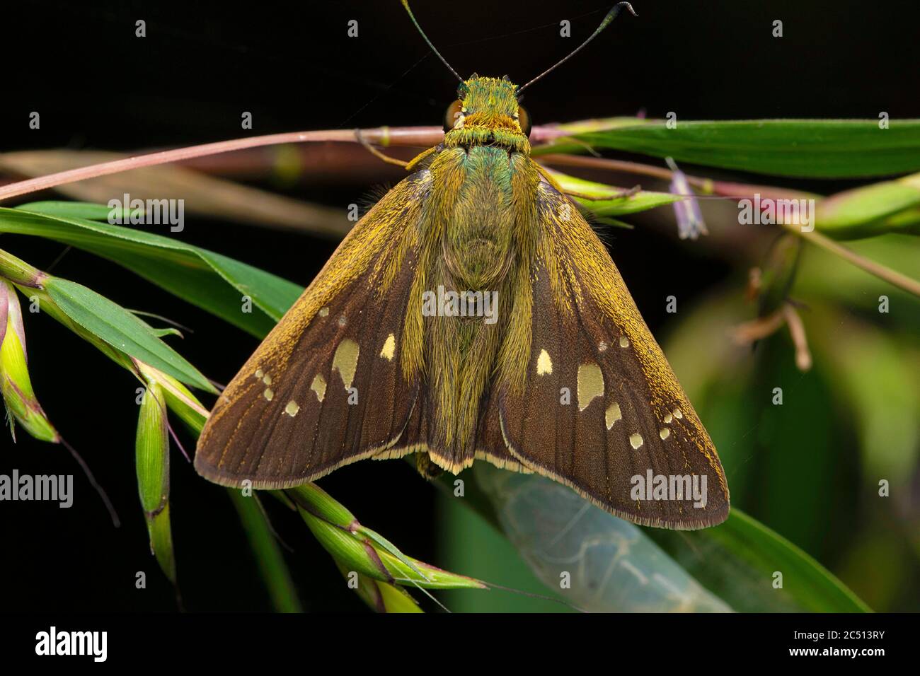 Plain Banded swift open wing, Pelopidas mathias, Hesperiidae, butterfy, India Stock Photo