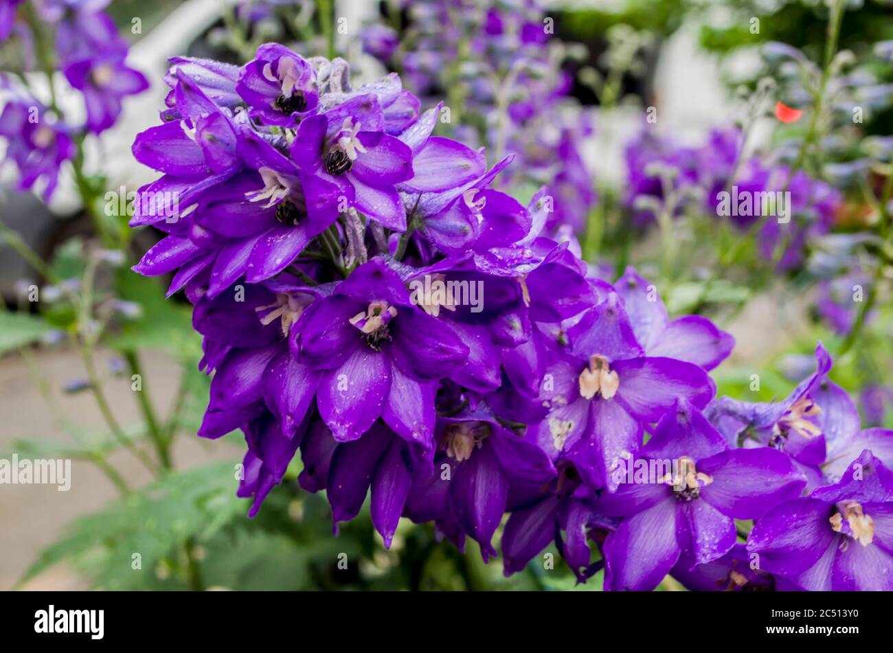 Delphinium fillet flower in a roaring photo of the garden. Floral photo ...