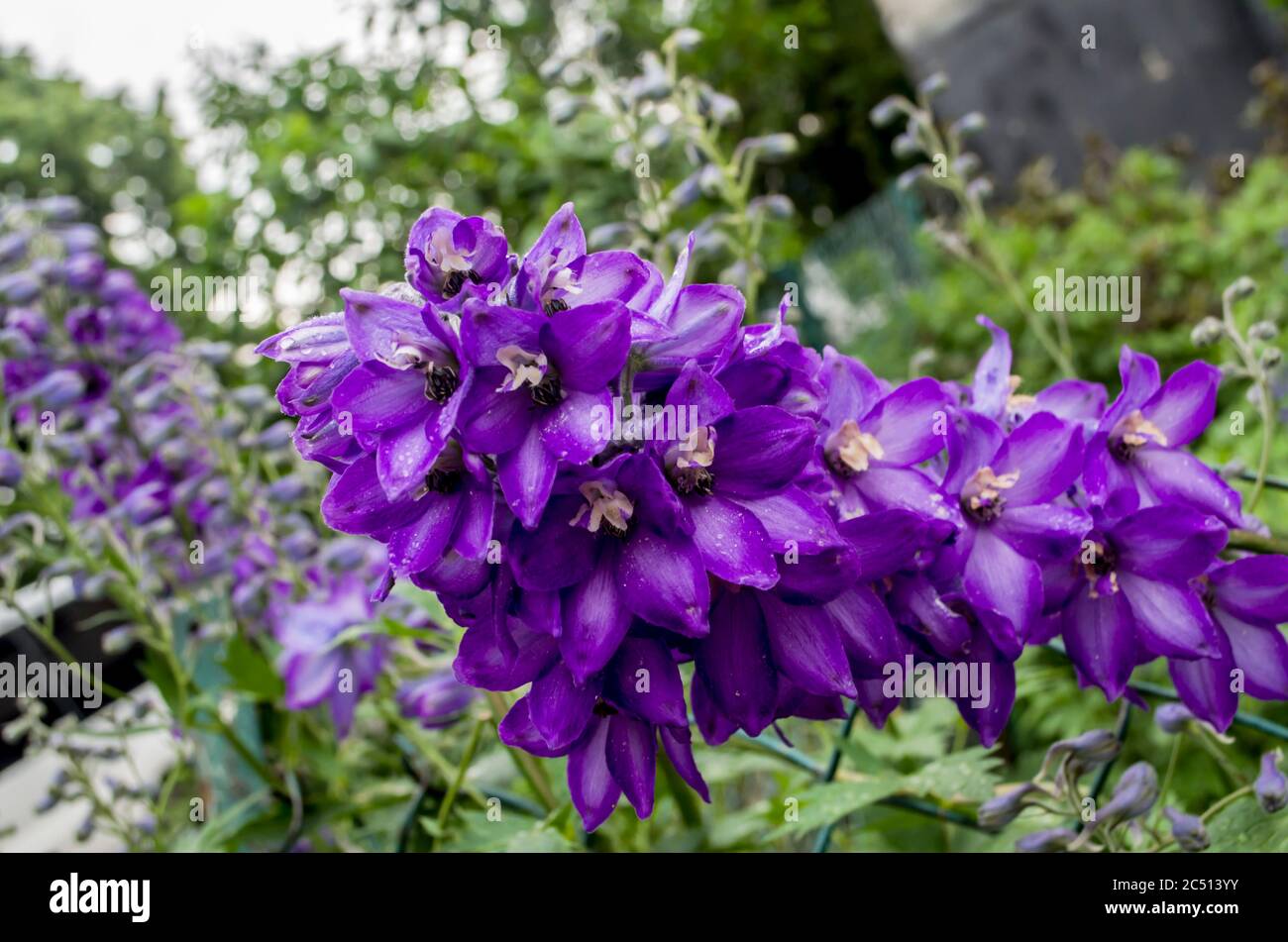 Delphinium fillet flower in a roaring photo of the garden. Floral photo ...