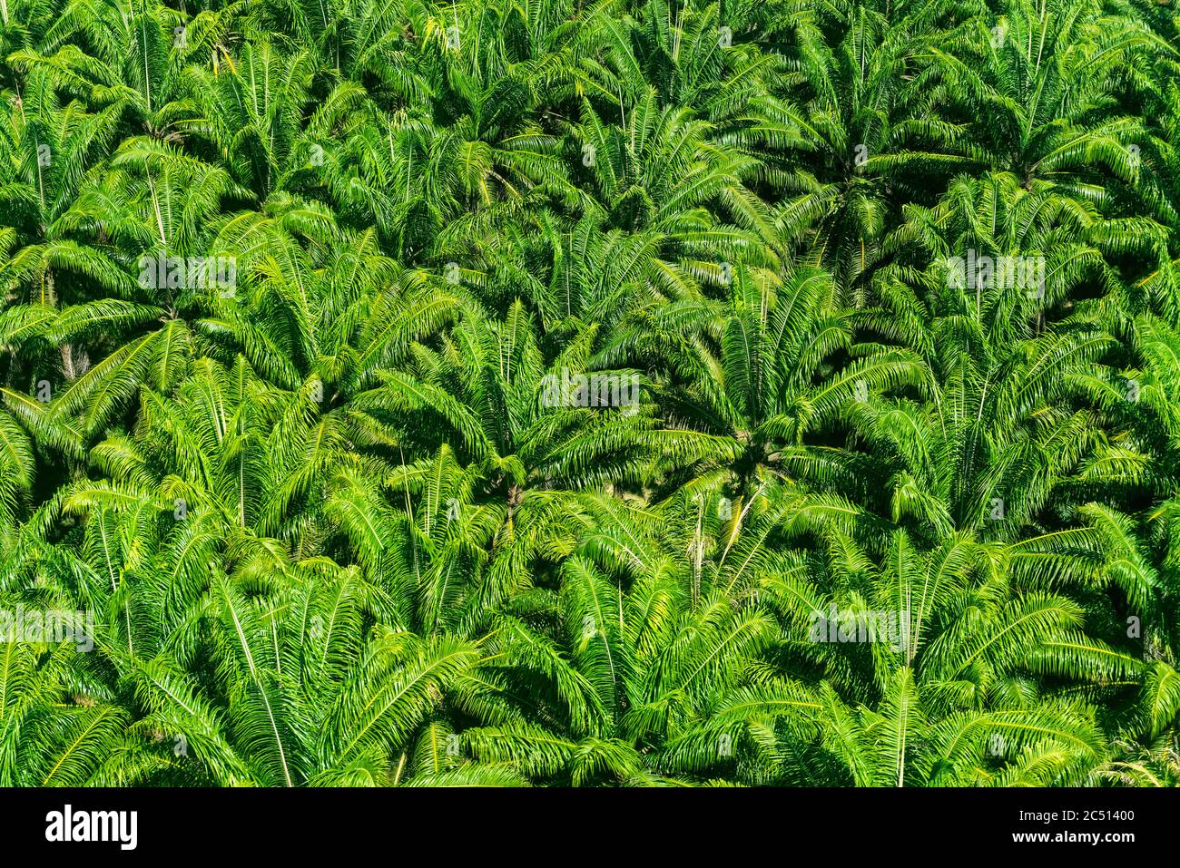 Aerial view of an African palm tree plantation for the production of palm oil, Amazon Rainforest. Stock Photo