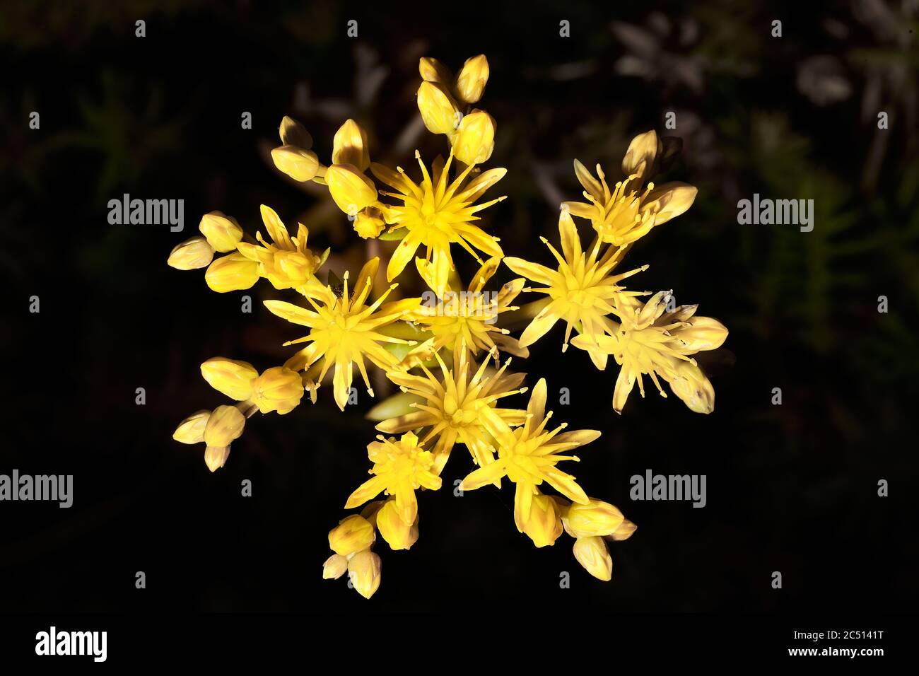 Yellow flowers of the reflexed stonecrop sedum rupestre plant. Stock Photo