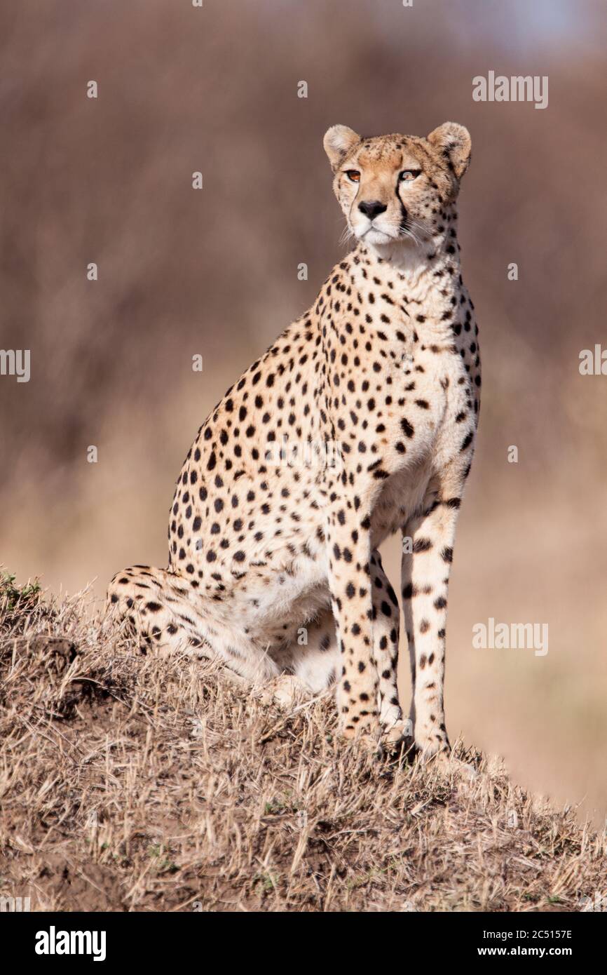 Vertical portrait of an adult cheetah sitting on a termite mound in full sun in Masai Mara Kenya Stock Photo