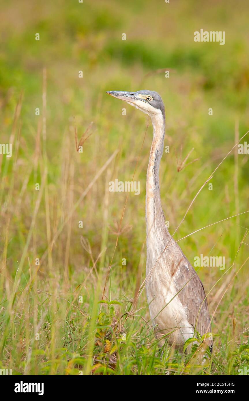 Black-headed heron, Ardea melanocephala, on the ground. Lake Nakuru National Park. Kenya. Africa. Stock Photo