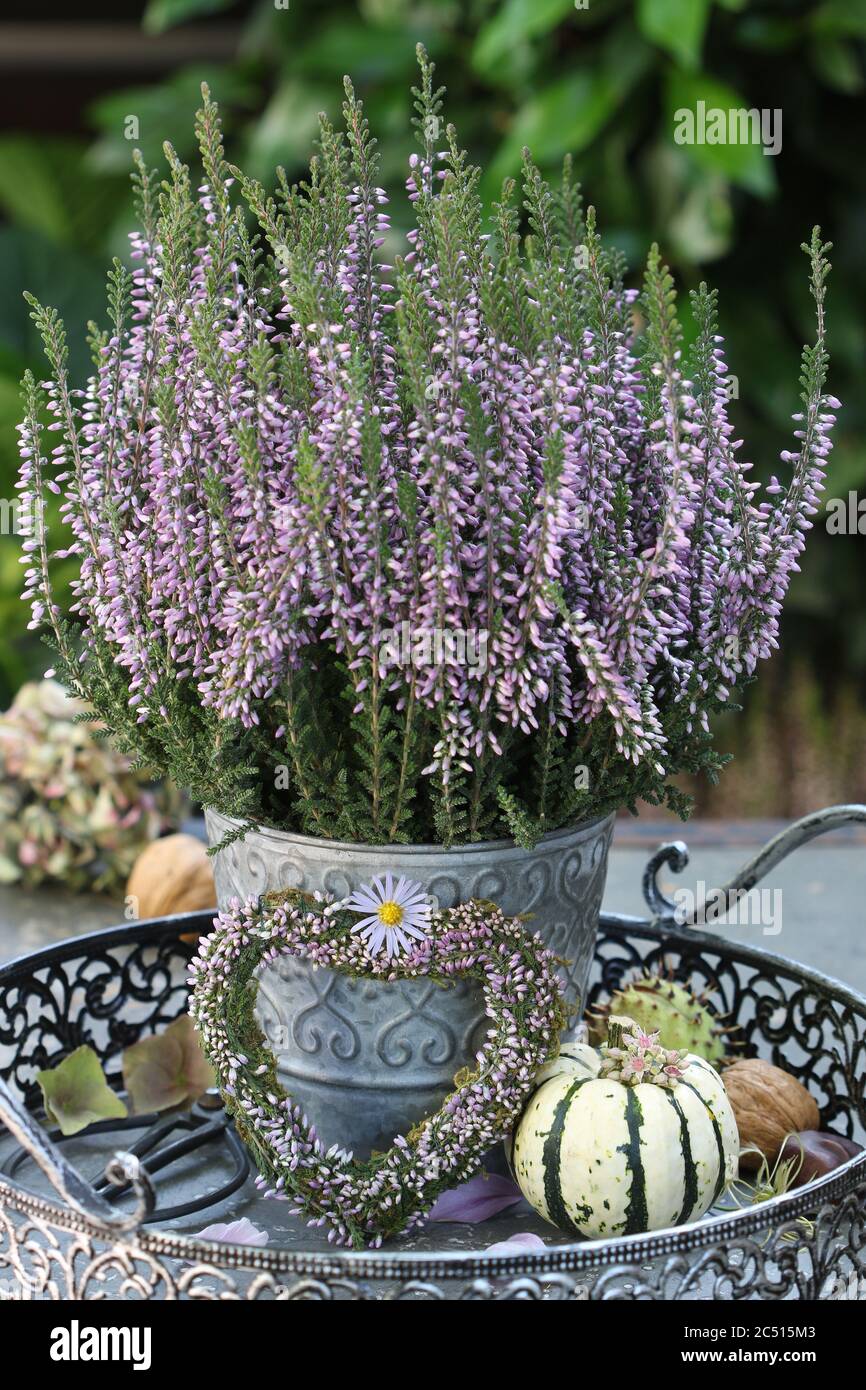 romantic decoration with hearth of heather flowers Stock Photo