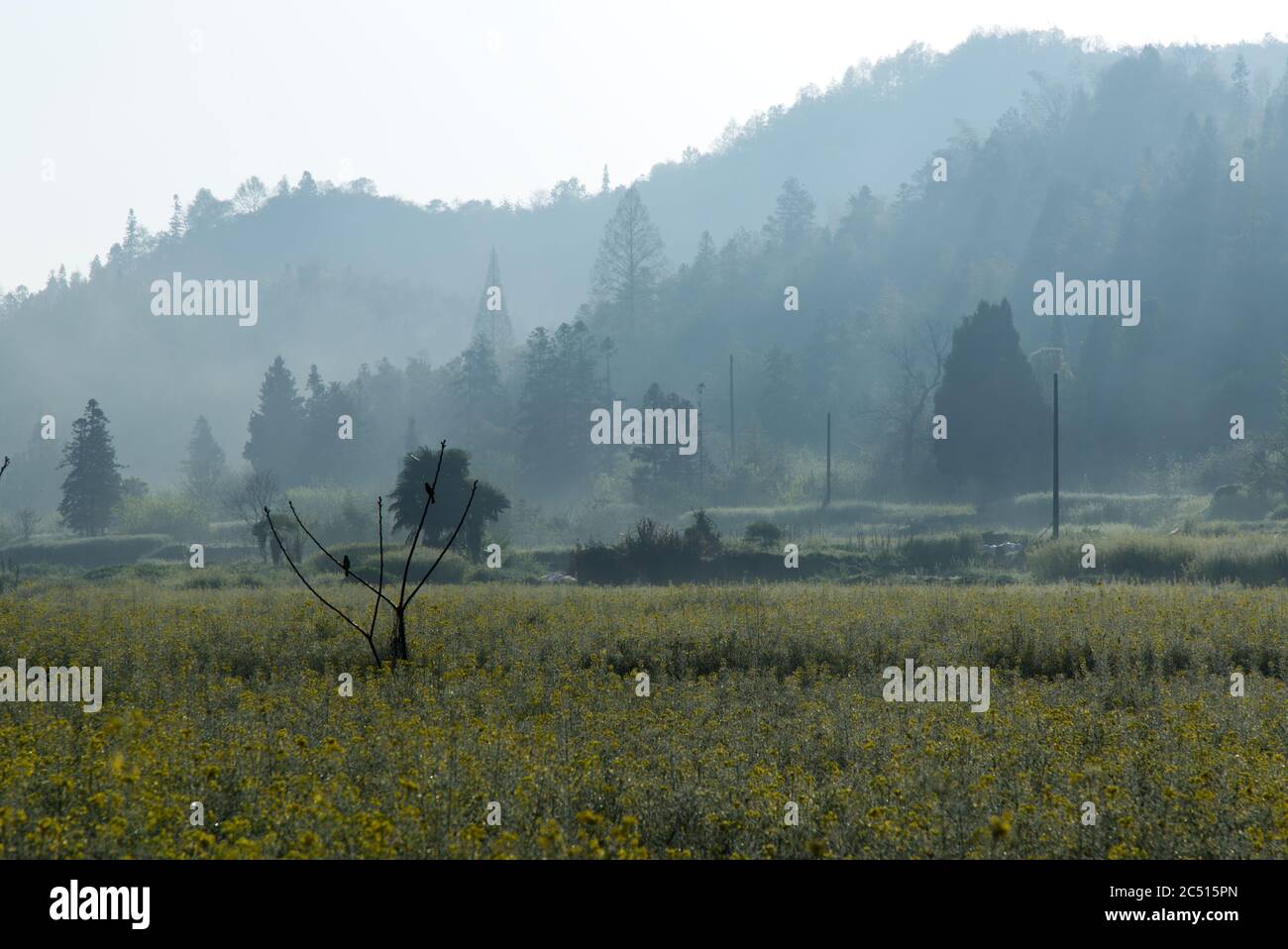 Birds sitting on tree branches in a field of flowers on foggy morning, Xidi, Anhui Province, China Stock Photo