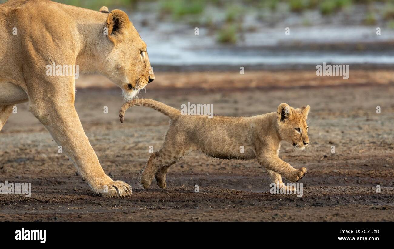 Lioness and her lion cub walking in the muddy riverbed in Ndutu Tanzania Stock Photo