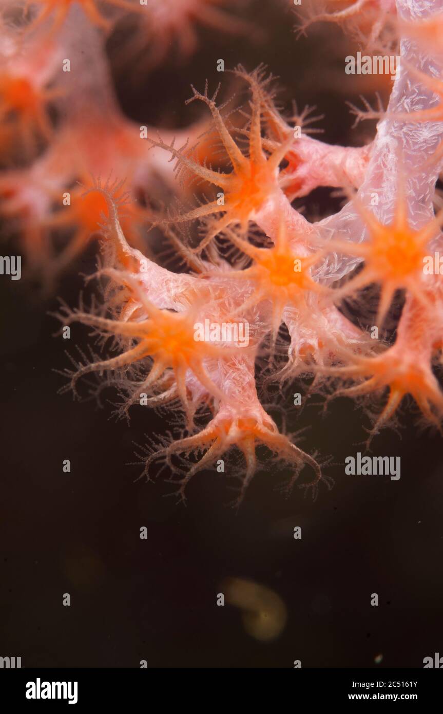 Soft Coral polyps, Channel Island, Aljui Bay, Raja Ampat, West Papua, Indonesia Stock Photo