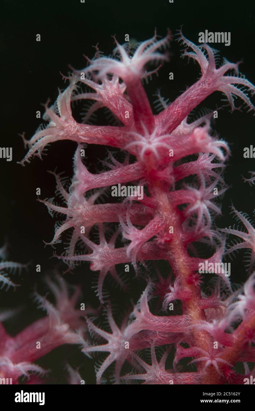 Coral Polyps, White Arrow, Aljui Bay, Raja Ampat, West Papua, Indonesia Stock Photo