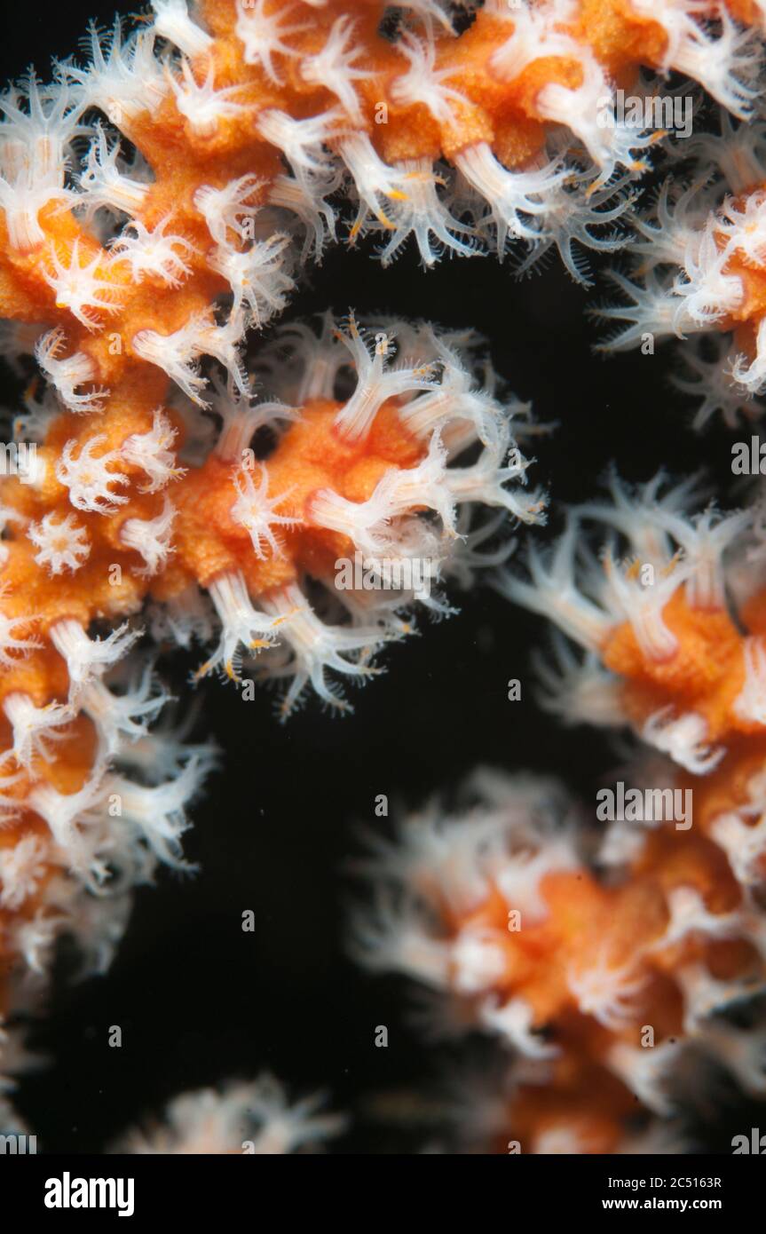 Coral polyps, White Arrow, Aljui Bay, Raja Ampat, West Papua, Indonesia Stock Photo