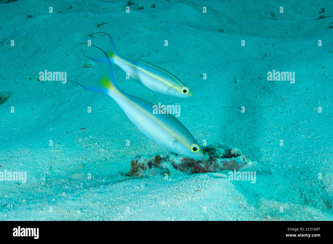 Pair of Double Whiptails, Pentapodus emeryii, by hole, Manta Sandy dive site, Arborek, Dampier Straits, Raja Ampat, West Papua, Indonesia Stock Photo