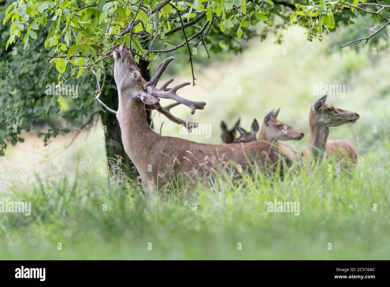 Red deer male eats leaves in the woods (Cervus elaphus) Stock Photo