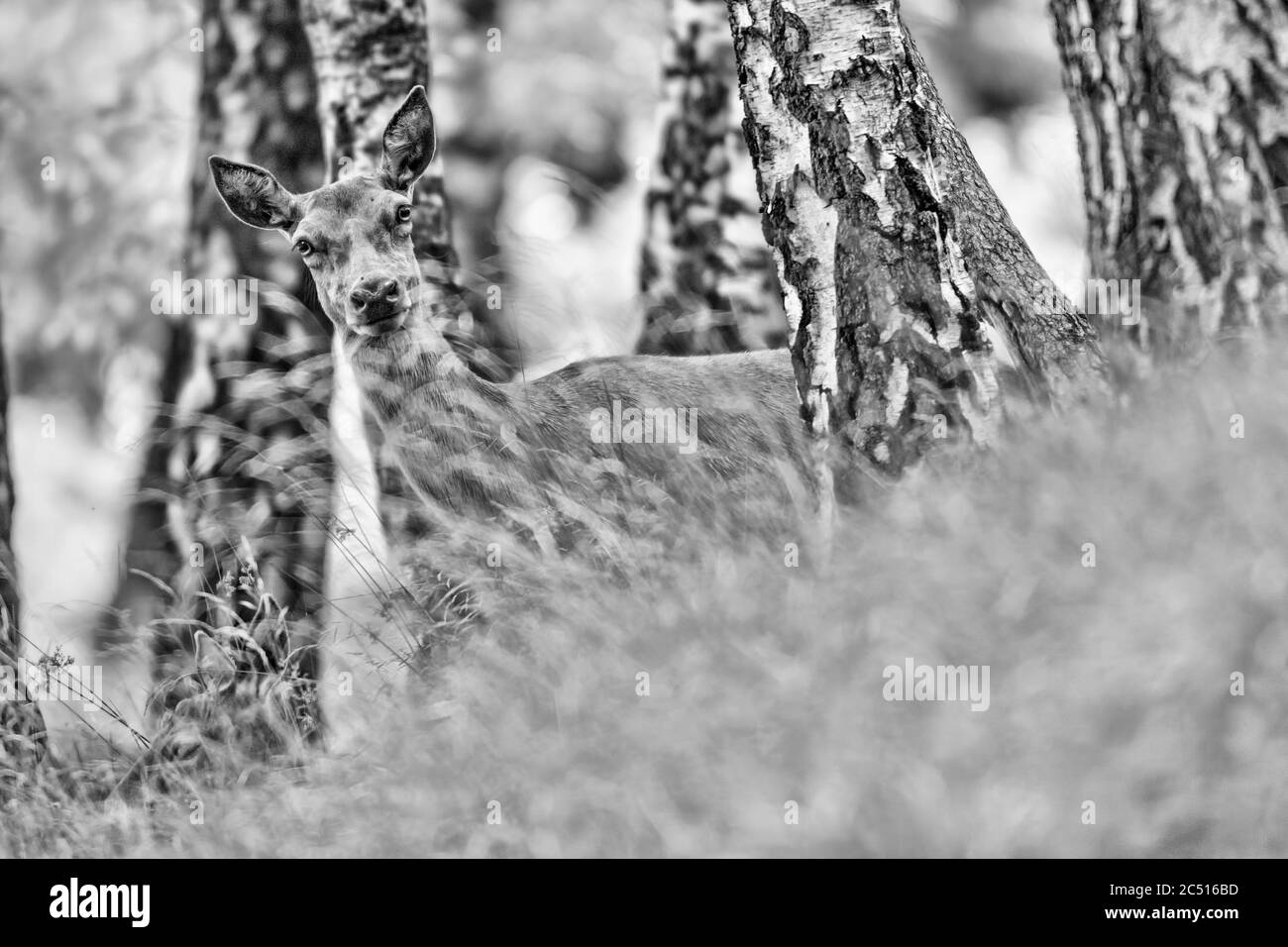 Red deer female in the woods (Cervus elaphus) Stock Photo