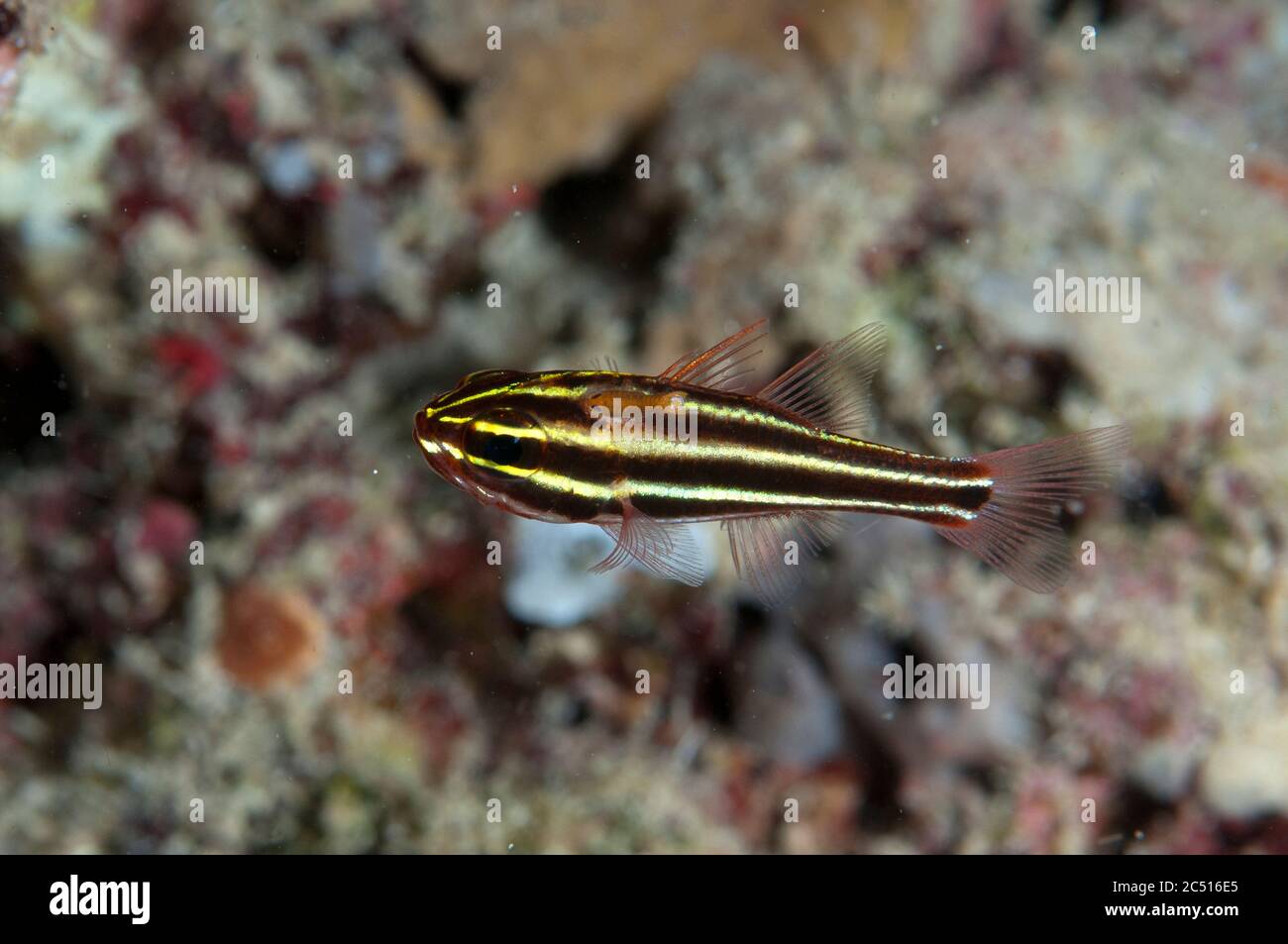Blackstripe Cardinalfish, Apogon nigrofasciatus, with parasitic Copepod, Copepoda Subclass, Neptune's Sea Fan dive site, Wayilbatan, Raja Ampat, West Stock Photo