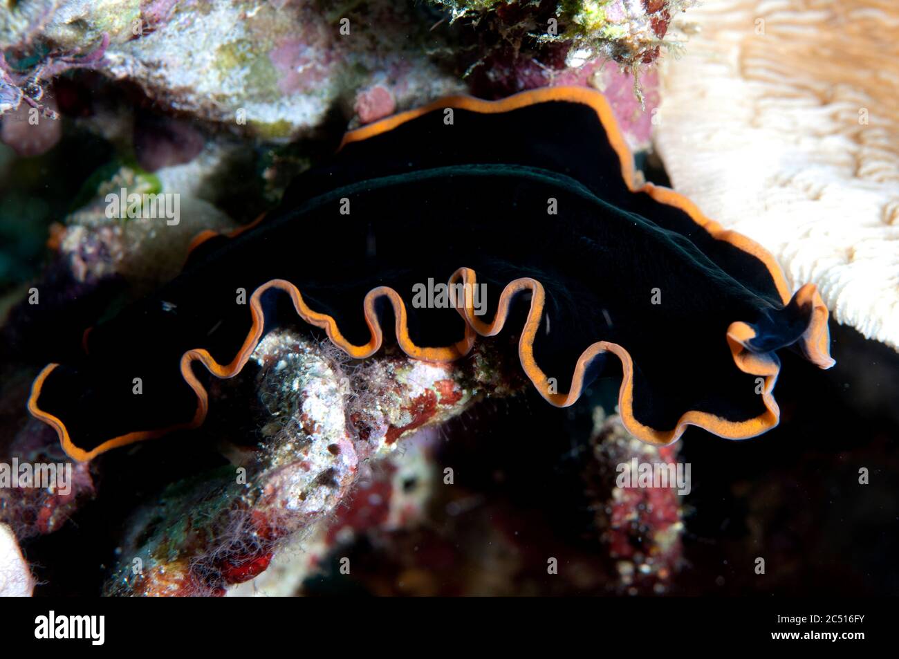 Flatworm, Pseudoceros sp, Neptune's Sea Fan dive site, Wayilbatan, Raja Ampat, West Papua, Indonesia Stock Photo