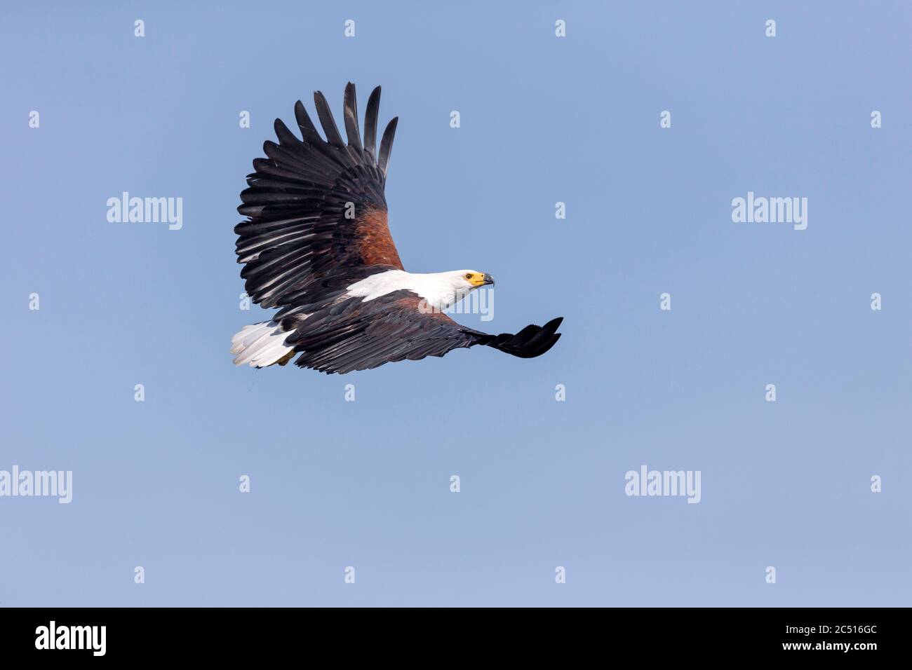 African Fish Eagle in flight, Haliaeetus vocifer, Africa Stock Photo ...