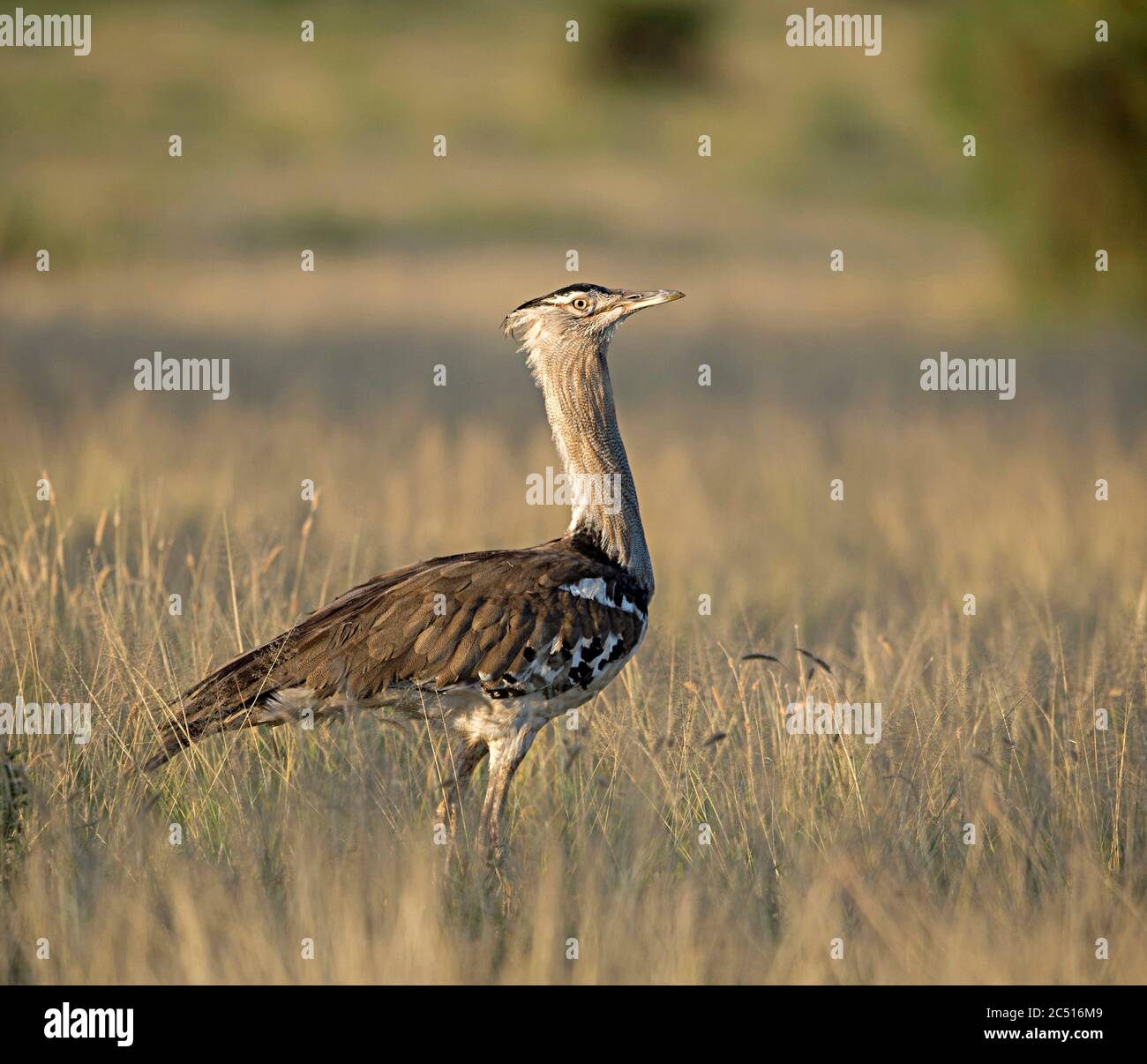 Kori Bustard Is The Largest Flying Bird Native To Africa Ardeotis Kori Kenya Africa Stock Photo Alamy Kori Bustard Is The Largest Flying Bird Native To Africa Ardeotis Kori Kenya Africa Stock Photo Alamy