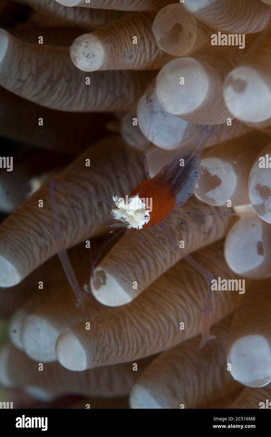 Mushroom Coral Shrimp, Cuapetes kororensis, in Mushroom Coral tentacles, Fungiidae Family, Barracuda Rock, Wayilbatan, Raja Ampat, West Papua, Indones Stock Photo