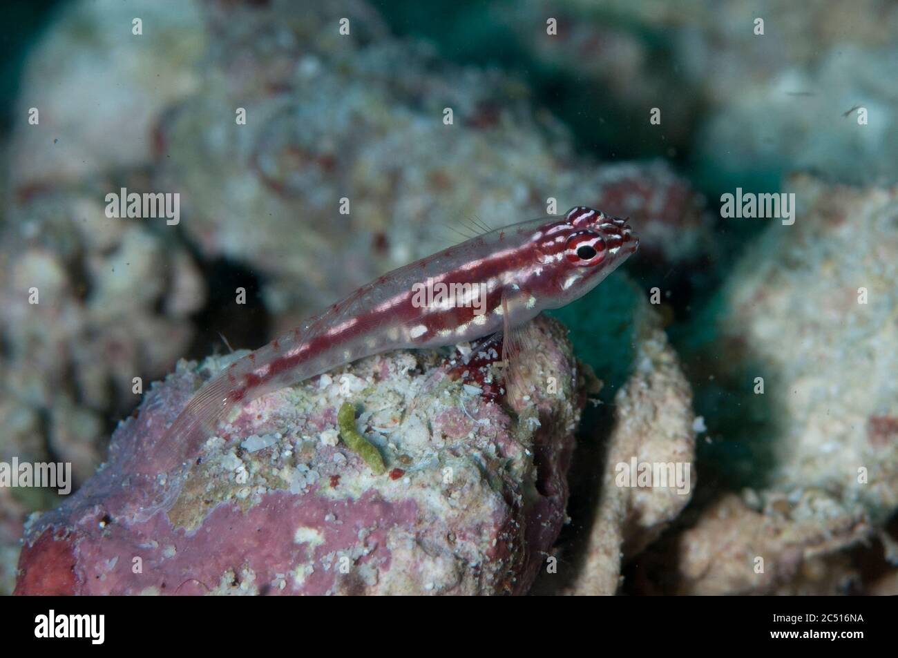 Hairfin Pygmygoby, Eviota prasites, Barracuda Rock dive site, Wayilbatan, Raja Ampat, West Papua, Indonesia Stock Photo