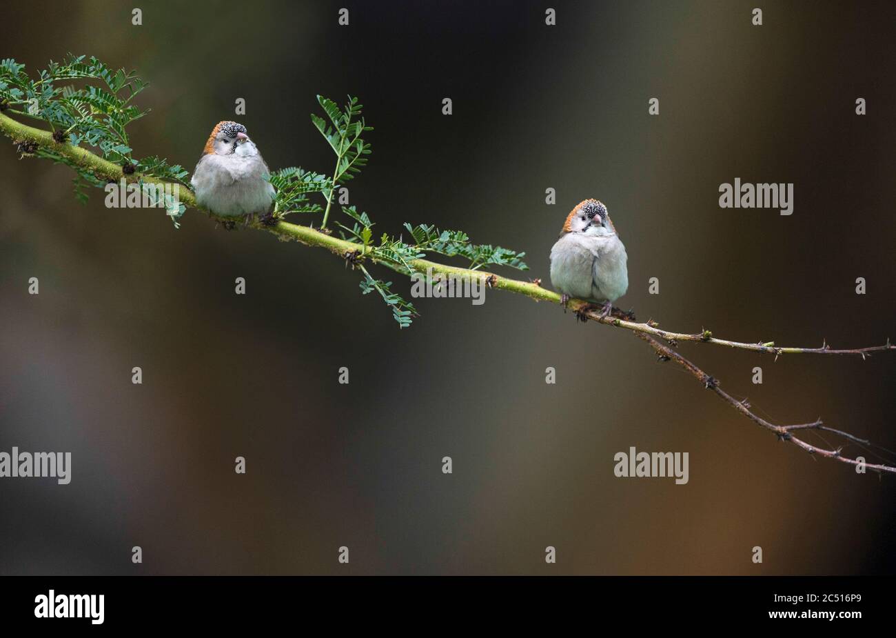 Two Speckled fronted Sparrows on branch, Sporopipes frontalis,  Kenya, Africa Stock Photo