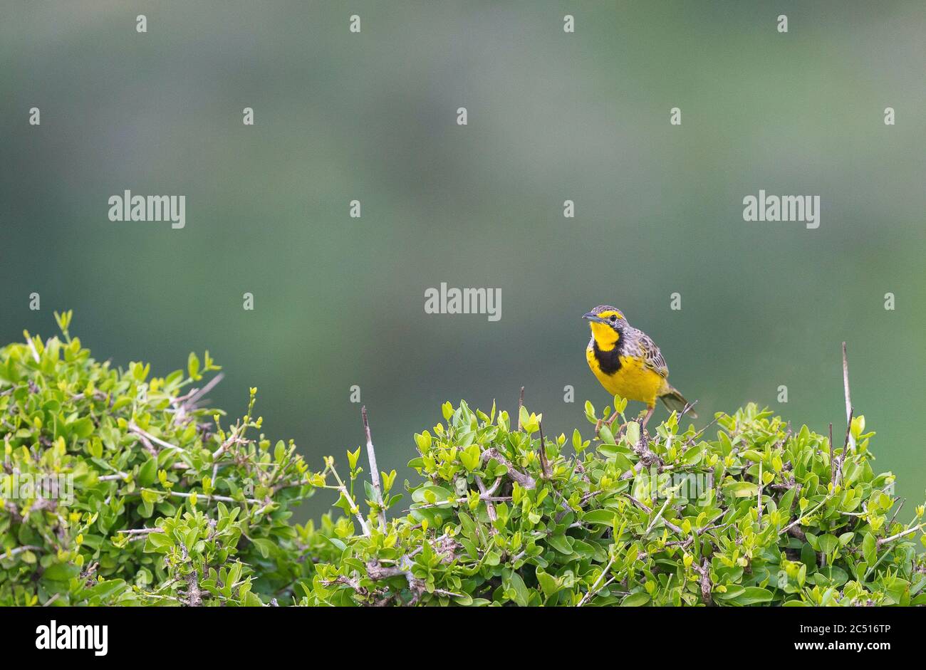 Yellow Throated Longclaw at Maasai Mara National Reserve, Macronyx croceus, Kenya, Africa Stock Photo