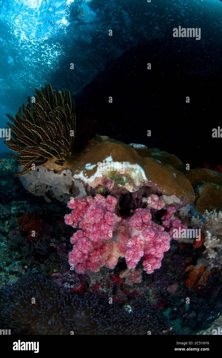 Crinoid, Comatulida Order, and Carnation Coral, Dendronephthya sp, Nudi Rock dive site, Fiabacet Island, Raja Ampat, West Papua, Indonesia Stock Photo