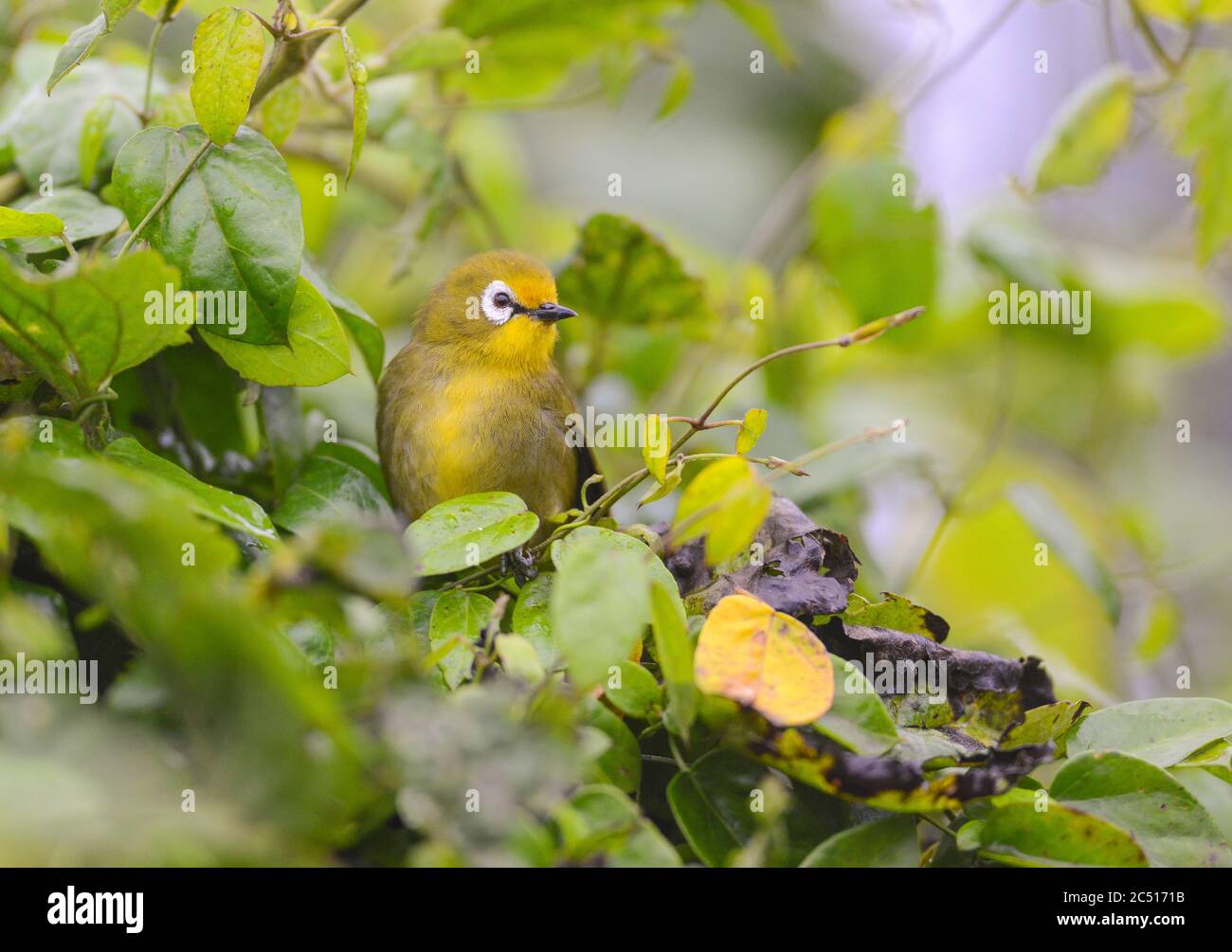 Broad ringed White Eye Or Kilimanjaro White eye On Tree Zosterops broad-ringed-white-eye-or-kilimanjaro-white-eye-on-tree-zosterops