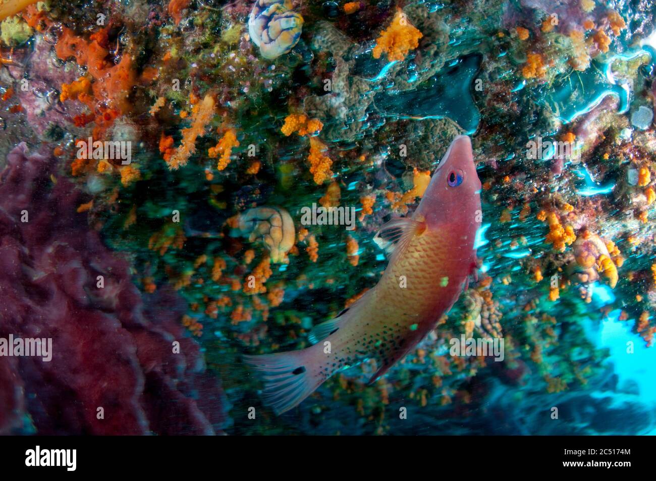 Diana's Hogfish, Bodianus diana, feeding amongst trapped air pockets, Koon Point, Koon, Raja Ampat, West Papua, Indonesia Stock Photo