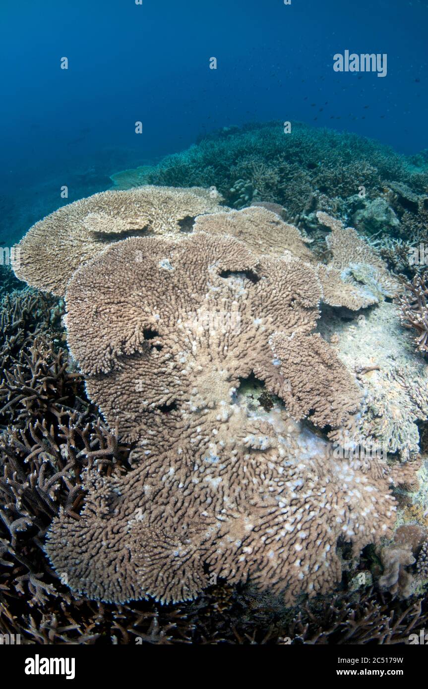 Large plates of Table Coral, Acropora sp, on Staghorn Coral, Acropora sp, Lava Flow dive site, near Banda Island, Banda Sea, Indonesia Stock Photo
