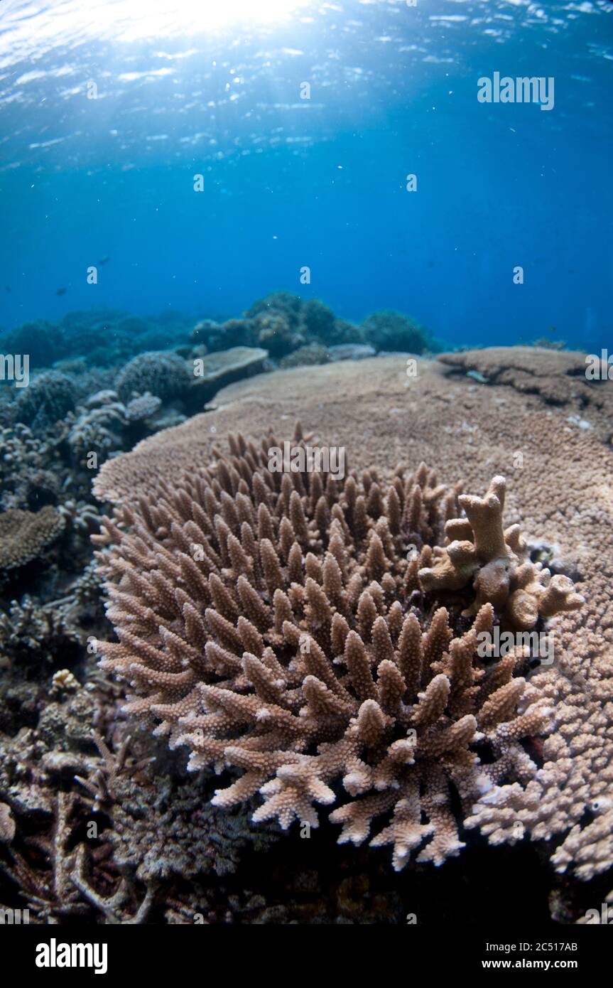 Staghorn Coral, Acropora sp, inside large Table Coral, Acropora sp, Lava flow, Banda, Banda Sea, Indonesia Stock Photo