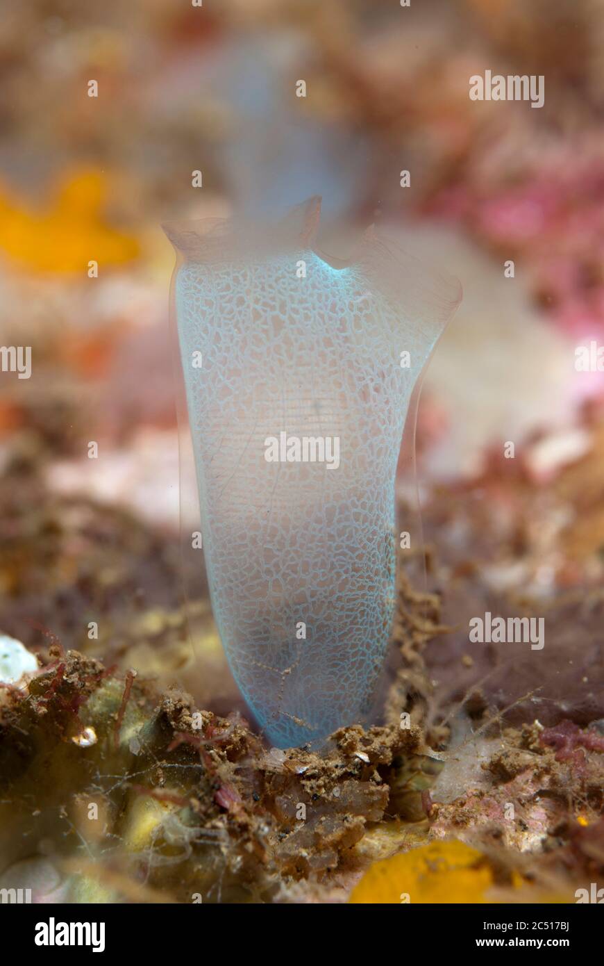 Sea Squirt, Rhopalaea sp, Maulana Hotel, Banda Neira, Banda Sea, Indonesia Stock Photo