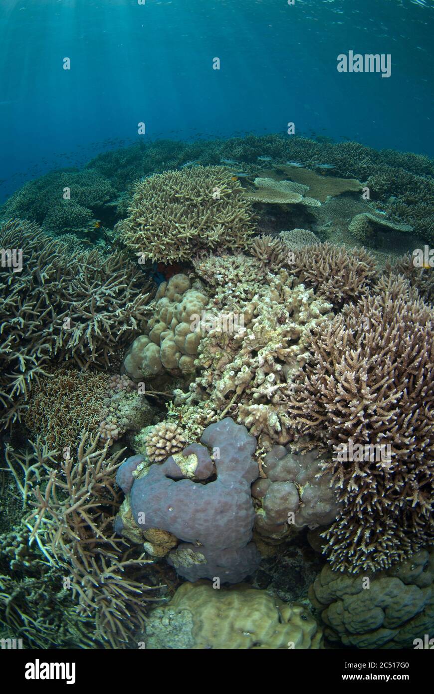 Sun rays on Staghorn Coral, Acropora sp, Ameth Point dive site, Nusa Laut, near Ambon, Banda Sea, Indonesia Stock Photo