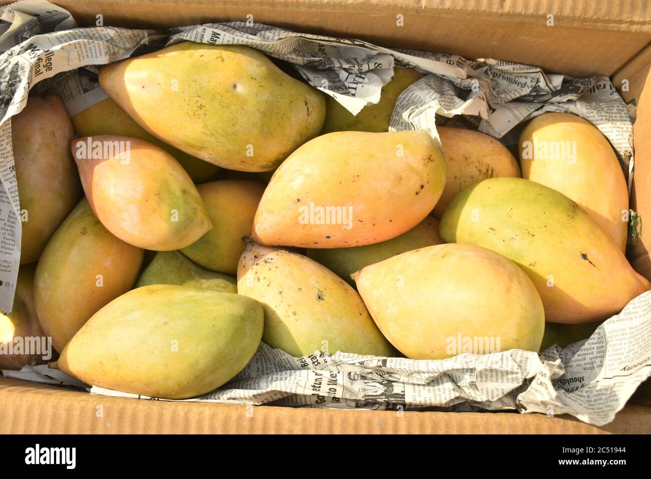 Mangoes for sale at a market place in India Stock Photo Alamy