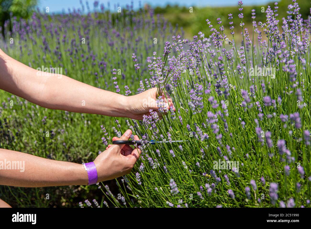 Female hand picking flowers hires stock photography and images Alamy