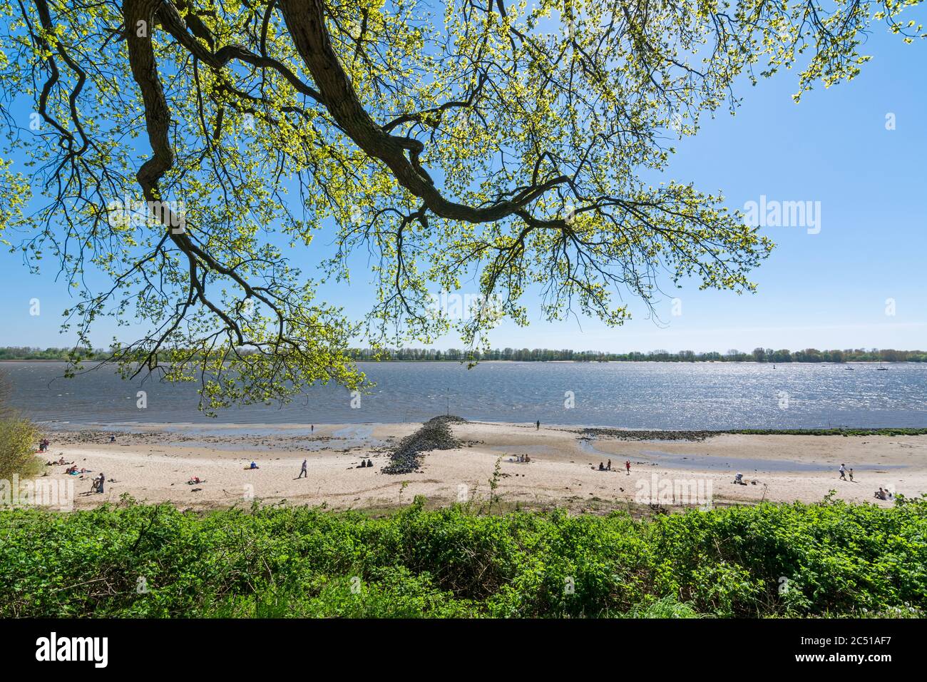 Tree branches overhanging the beach at the Elbe river in Wedel, Germany Stock Photo