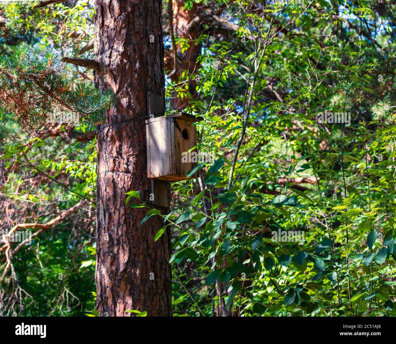 Old growth forest russia hi-res stock photography and images - Alamy