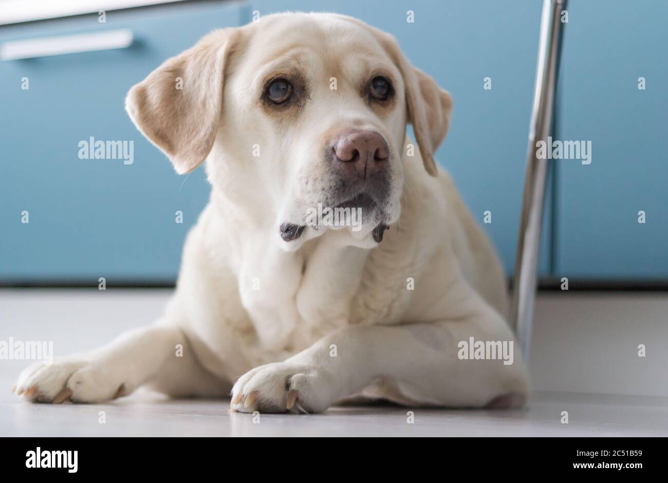 Close-up. labrador retriever portrait. The dog lies on the kitchen ...
