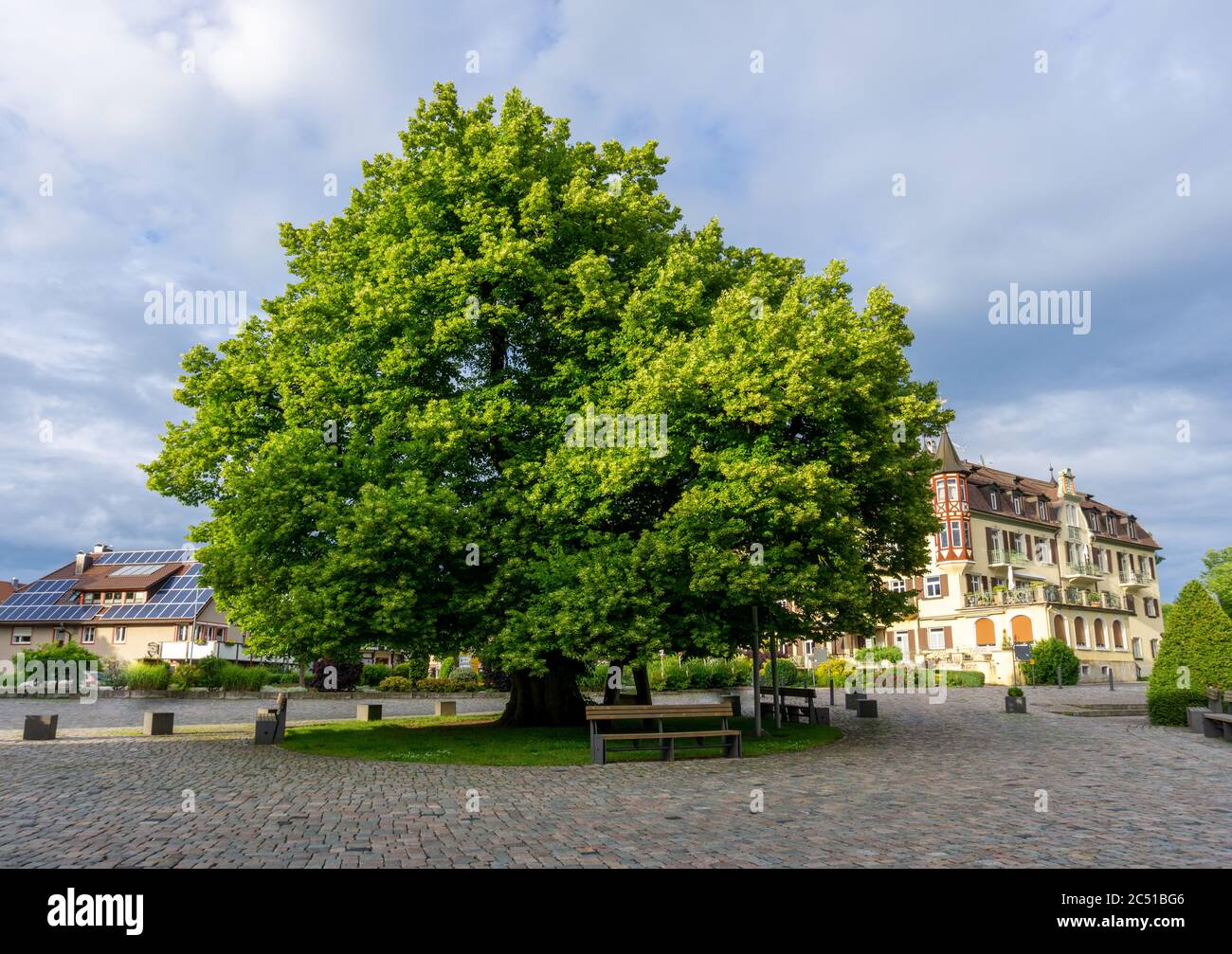 Heiligenberg, BW / Germany -  20 June 2020 : A view of the famous 12th century LINDEN tree in Heiligenberg used for executions in historical times Stock Photo