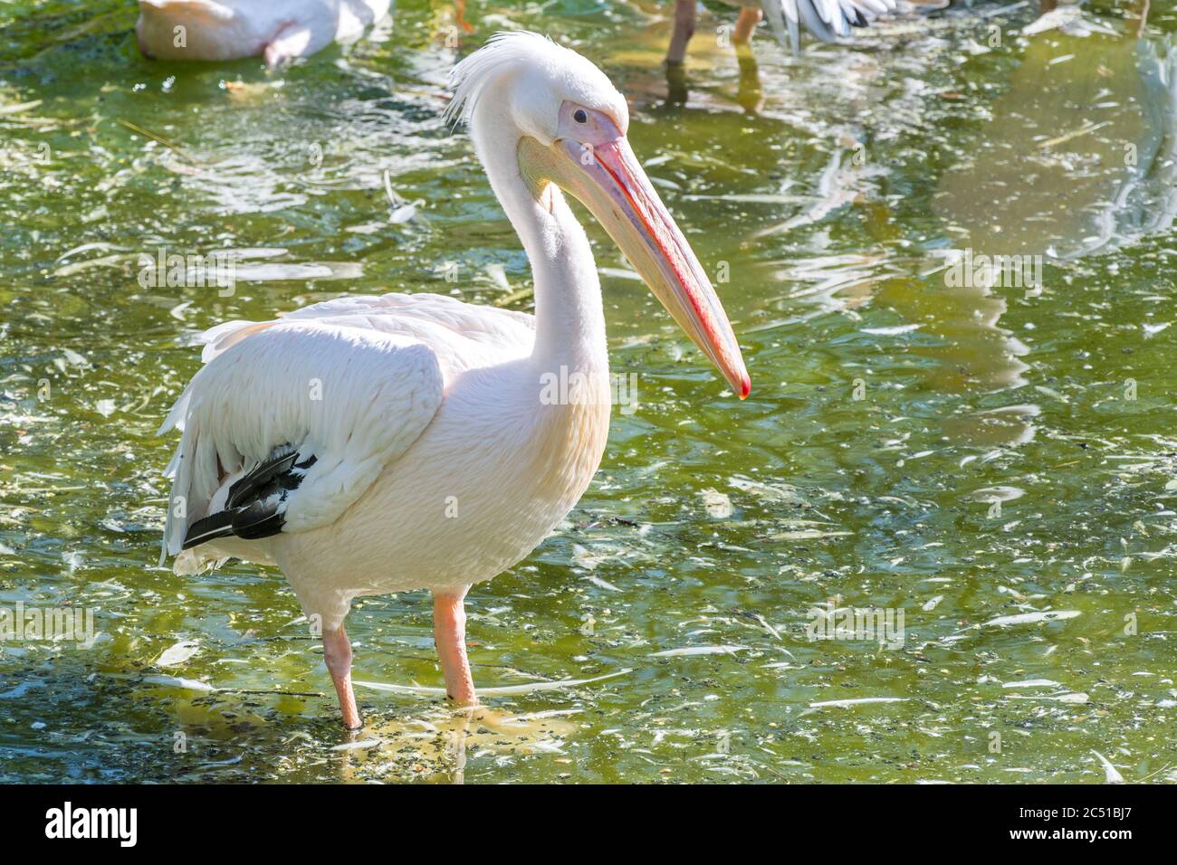Great white pelican (Pelecanidae) sitting in a pond Stock Photo