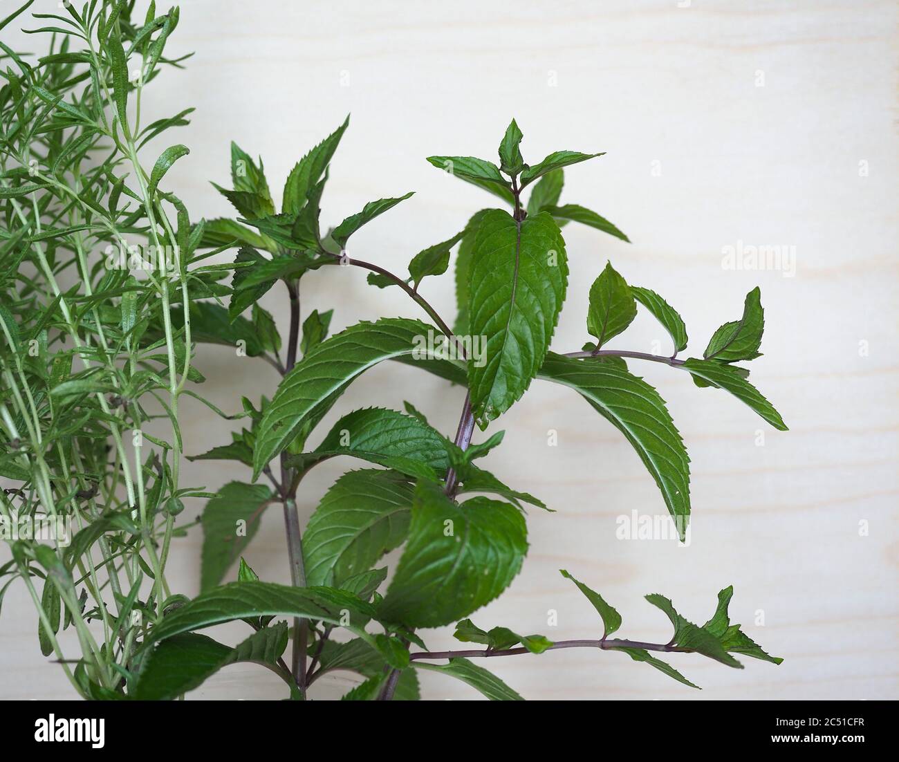 peppermint plant (scientific name Mentha x piperita) and summer savory