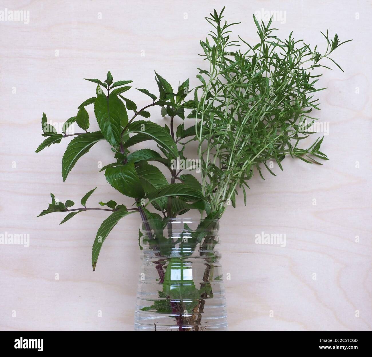 peppermint plant (scientific name Mentha x piperita) and summer savory