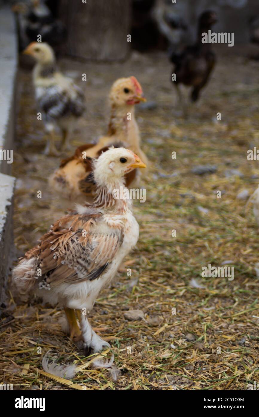 Little colorful chickens running around the garden Stock Photo Alamy