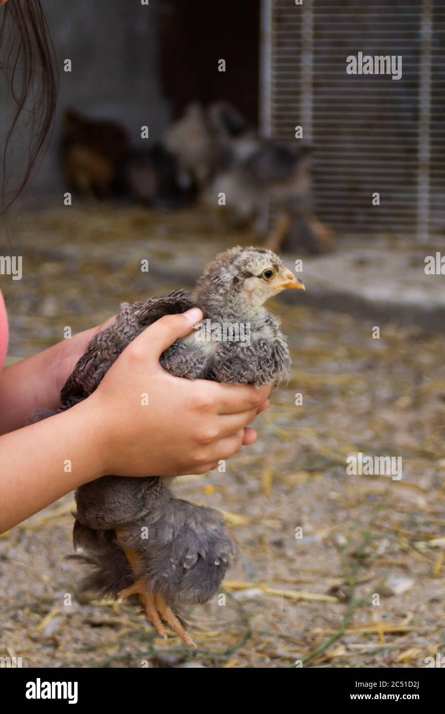 Adolescent Chicken High Resolution Stock Photography And Images Alamy Adolescent Chicken High Resolution Stock Photography And Images Alamy