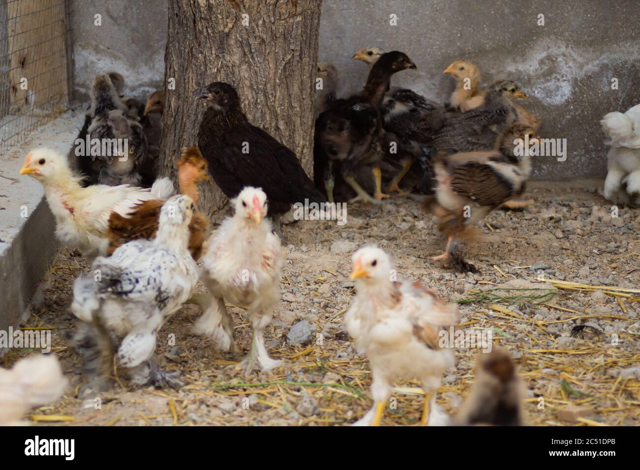 Little colorful chickens running around the garden Stock Photo Alamy