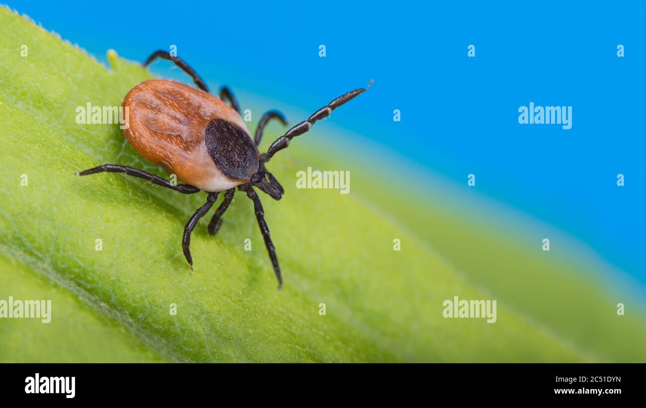 Deer tick lurking in green grass on azure sky background. Ixodes ricinus or scapularis. Danger in nature. Transmission of bacterial or viral infection. Stock Photo