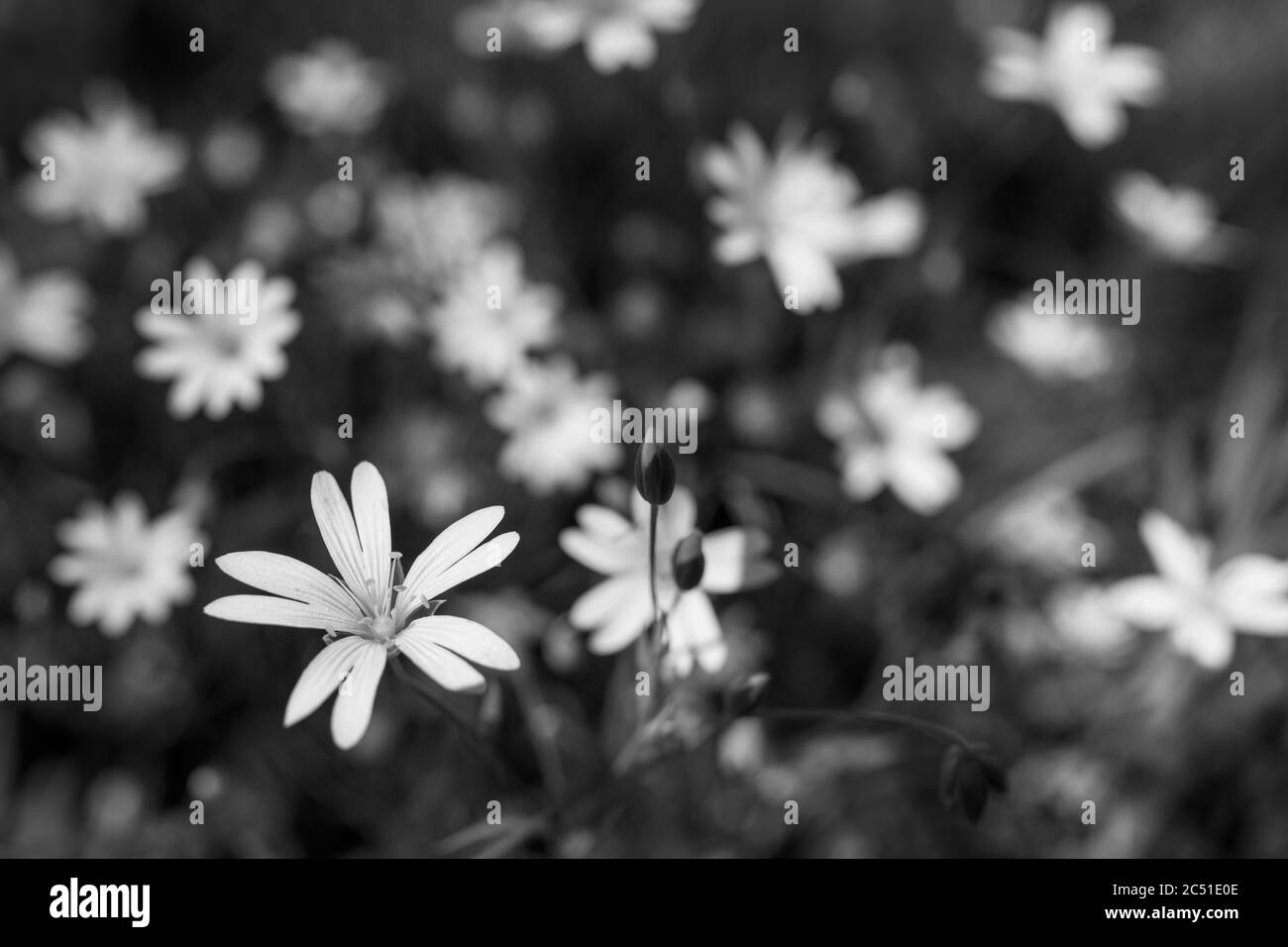 Black and white common starwort in flowering spring meadow. Stellaria graminea. Beautiful floral background with delicate blooms of wild herb. Bokeh. Stock Photo