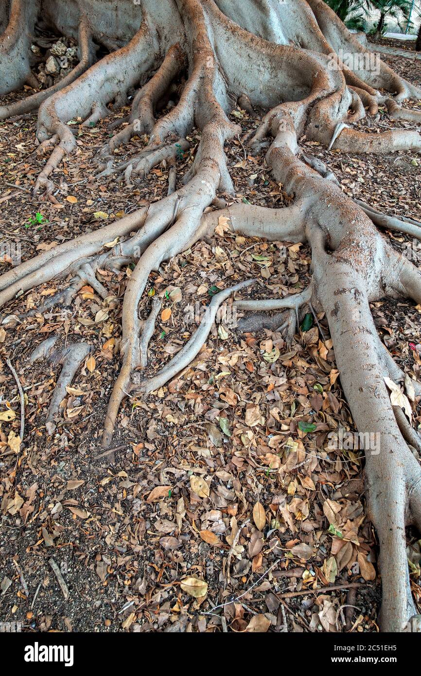 Ficus tree roots Stock Photo