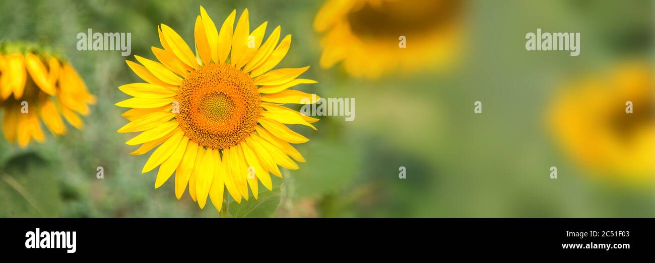 Close up of a sunflower in a field, panoramic summer background Stock Photo